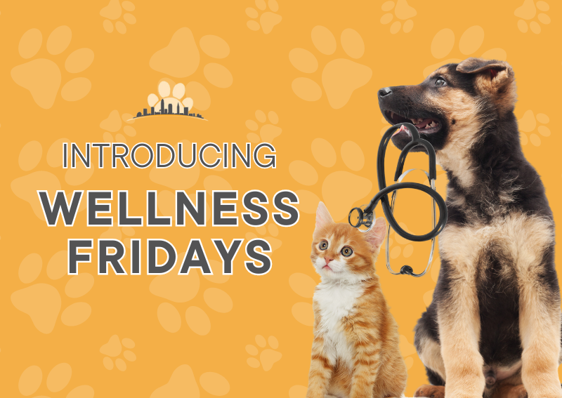 Carousel Slide 2: Starting March 15th, schedule a wellness check-in on Fridays!
